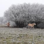Terrain chez l'habitant