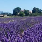 Chambres independante au milieu des Lavandes