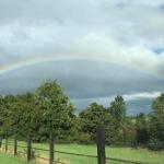 Espace gamping en Normandie au milieu des poneys