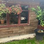 Chambre ou colocation