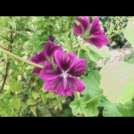 Chambre à louer chez l’habitant