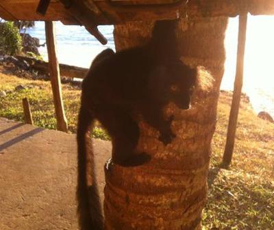 Bungalow bord de plage face Nosy Bé