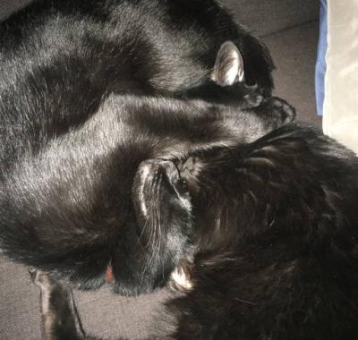 T2 Bordeaux Chartrons (canapé convertible)