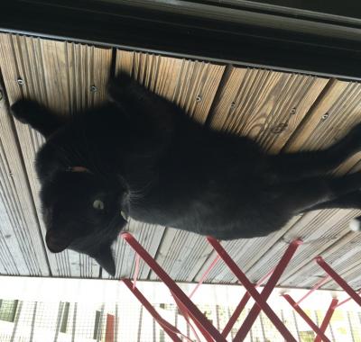 T2 Bordeaux Chartrons (canapé convertible)