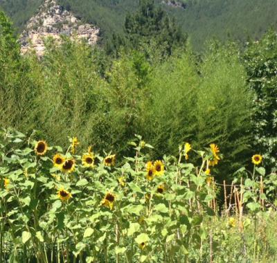 LES TOURNESOLS
