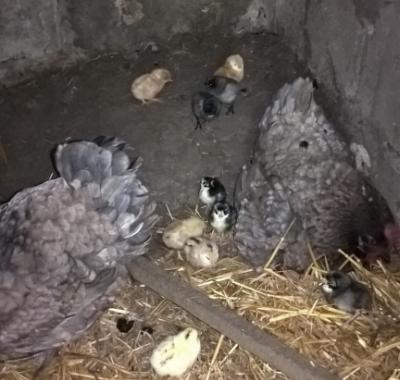 Chambre chez l'habitant à Montravers, chez Sylvie