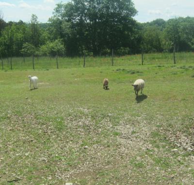Chalet dans les bois du Quercy..