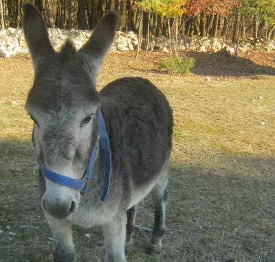 Chalet dans les bois du Quercy..