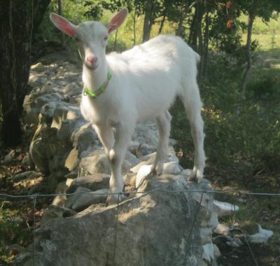 Chalet dans les bois du Quercy..