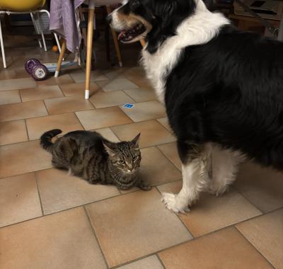 Chambre chez l'habitant