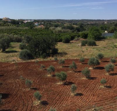 Chambre à louer dans l'Algarve