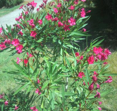 Suite Parentale De 30 m² À Louer