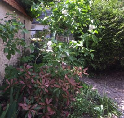 Type 2 avec jardin centre ville