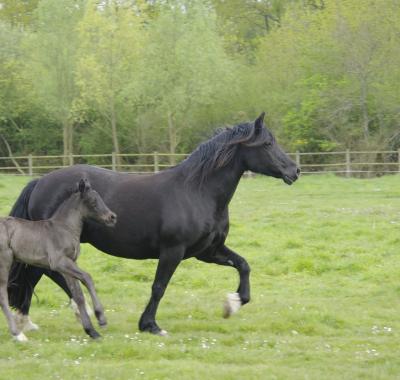 Chambre à louer au sein d'un élevage de poneys