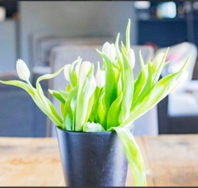 1 et/ou 2 CH à louer dans un cadre verdoyant avec jacuzzi
