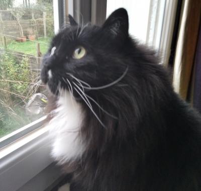 Chambre à louer à Quimper