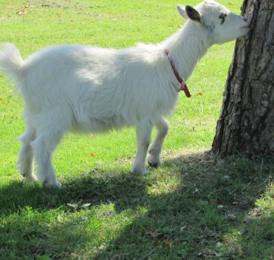 Chambre d'hôtes près de Royan