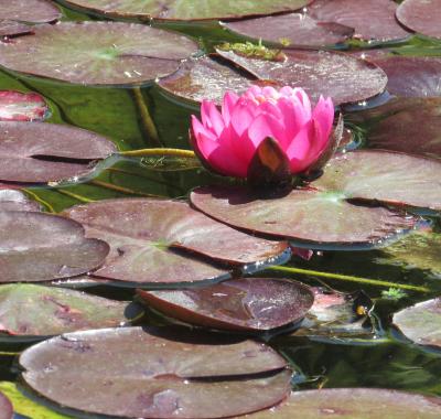 Chambre d'hôtes près de Royan