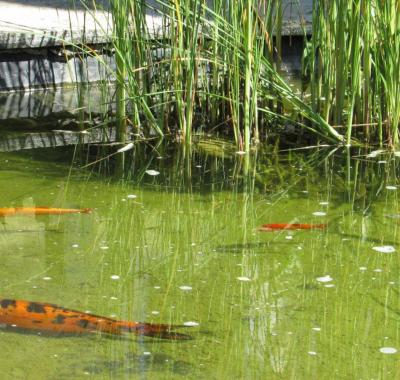 Chambres d'hôtes près de Royan