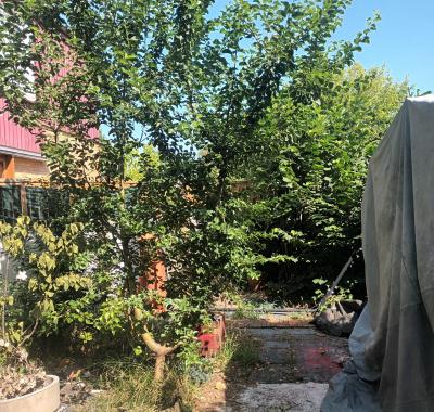 Chambre libre dans maisonnette