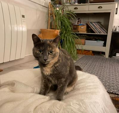 Chambre à louer dans petite maison - proche Tours