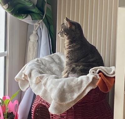 Chambre à louer proche Alcatel/Nokia/ Marcoussis