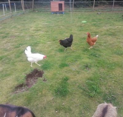 Chambre à louer dans jolie longère au calme