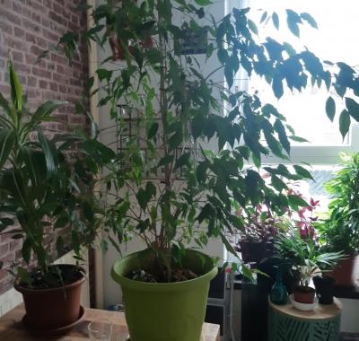 Chambre à louer à Créteil