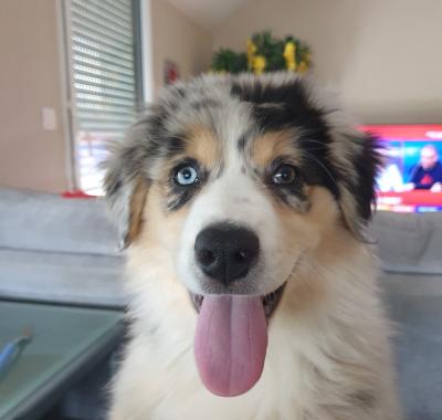 Chambre dispo sur Pacé