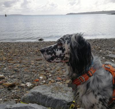 Chambre étage Lambezellec Brest