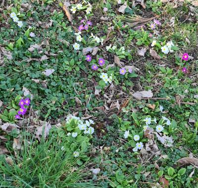 Chambre chez l habitant