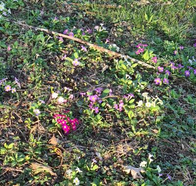 Chambre chez l habitant