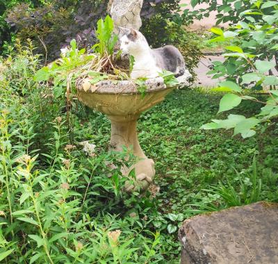 Chambre chez l habitant