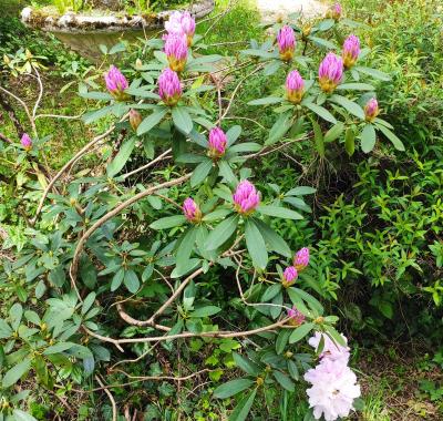 Chambre chez l habitant