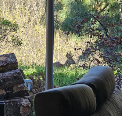 Chambre avec vue sur la forêt (calme assuré)