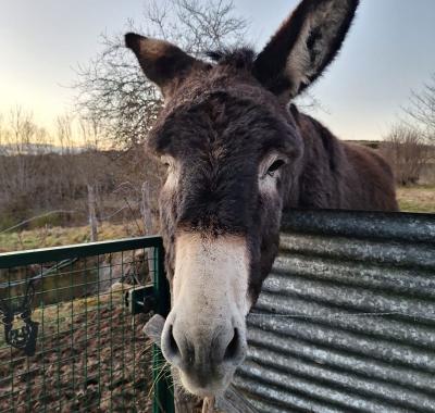 Chez Niki , votre gîte cosy au coeur de la Margeride !