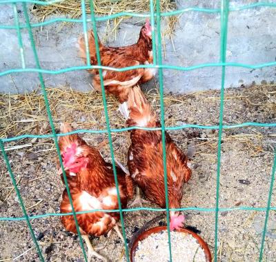 Chez Niki , votre gîte cosy au coeur de la Margeride !
