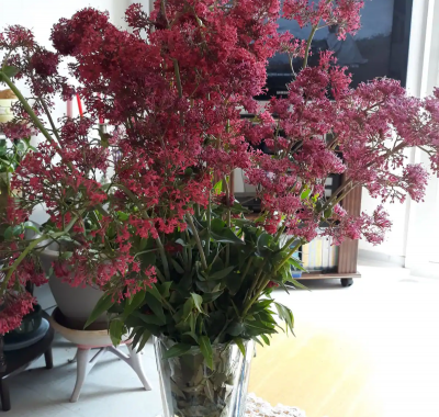 Chambre calme quartier hôpitaux-facultés