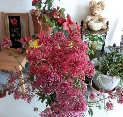 Chambre calme quartier hôpitaux-facultés