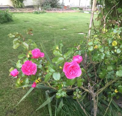 Chambre à louer à Herblay sur seine