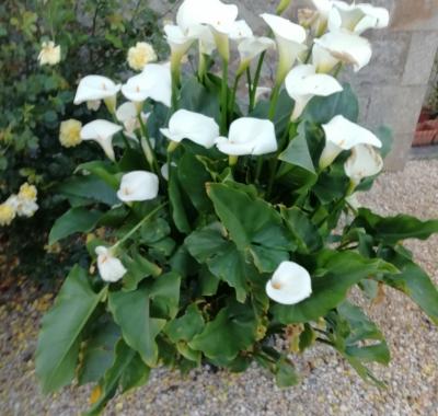 Chambre a louer chez l habitant