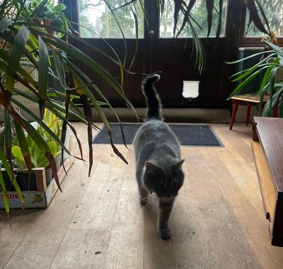 Chambre à louer dans manoir bruxellois