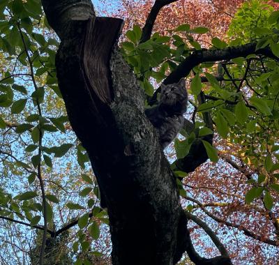 Chambre à louer dans manoir bruxellois