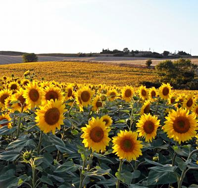 Villefranche de Lauragais (10 mn) chambre Cocagne