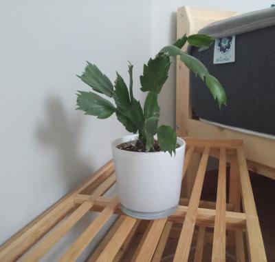 Chambre à louer proche de St Malo et Dinard