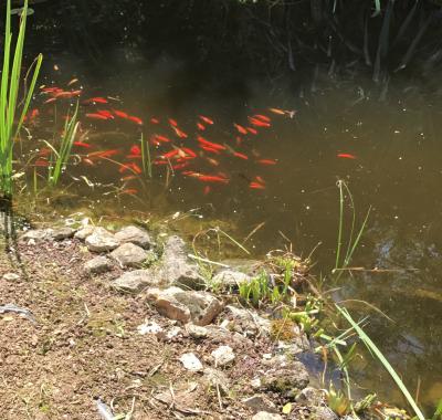 Chambres à louer à 15 minutes de CHARTRES et 1h de PARIS