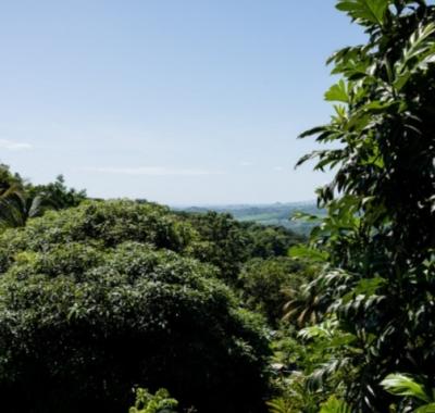 Cozy T2 au calme (verdure)