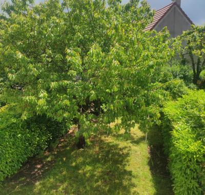 Chambre à louer dans une maison charmante à Achères