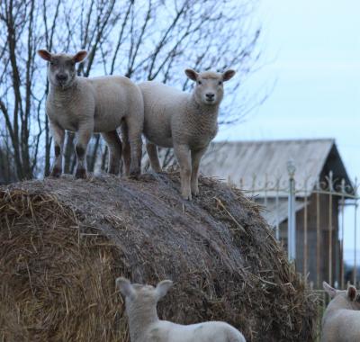Chambre à louer chez Céline et Julien
