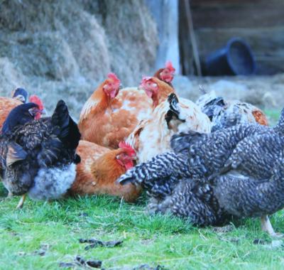 Chambre à louer chez Céline et Julien
